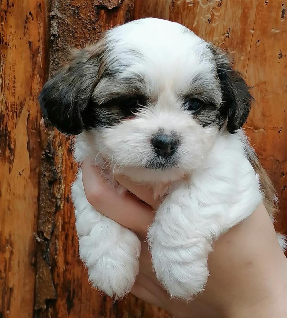 Pui Shih Tzu toy