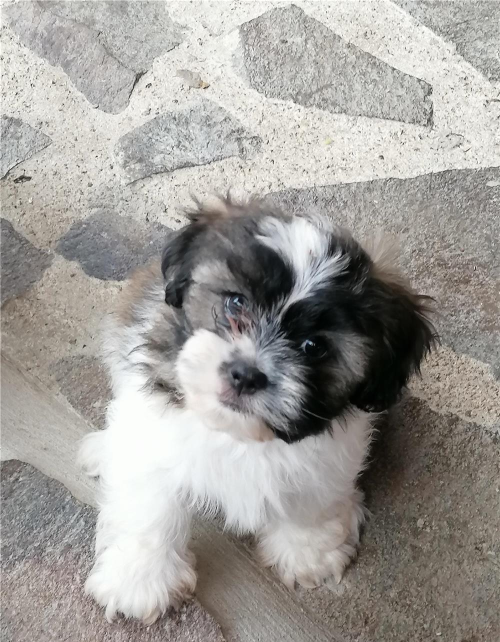 Pui Shih Tzu toy