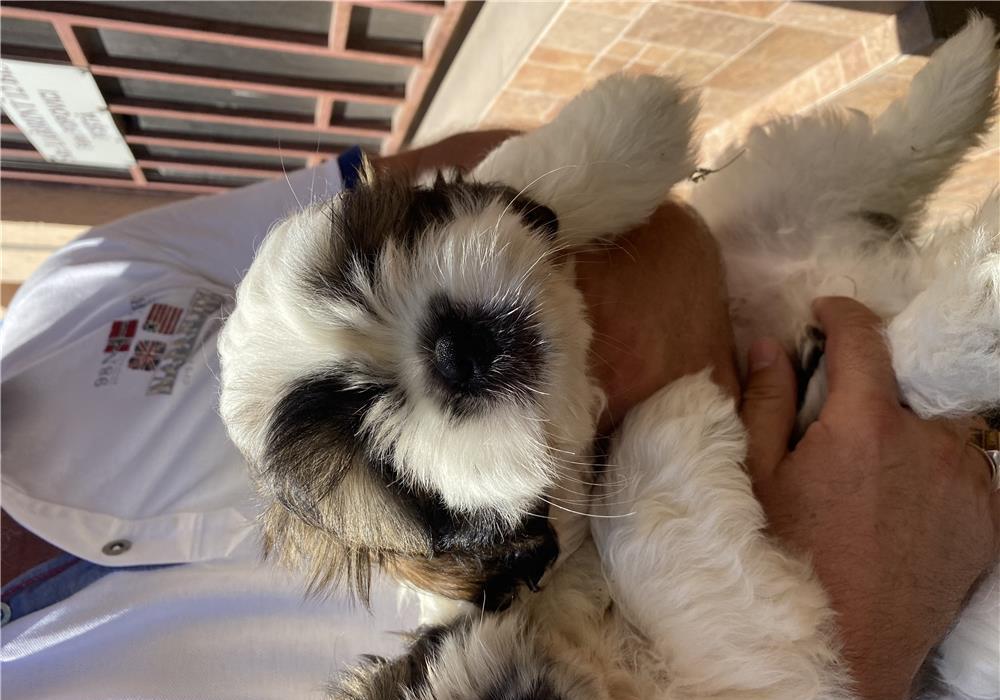 Pui Shihtzu supercalitate