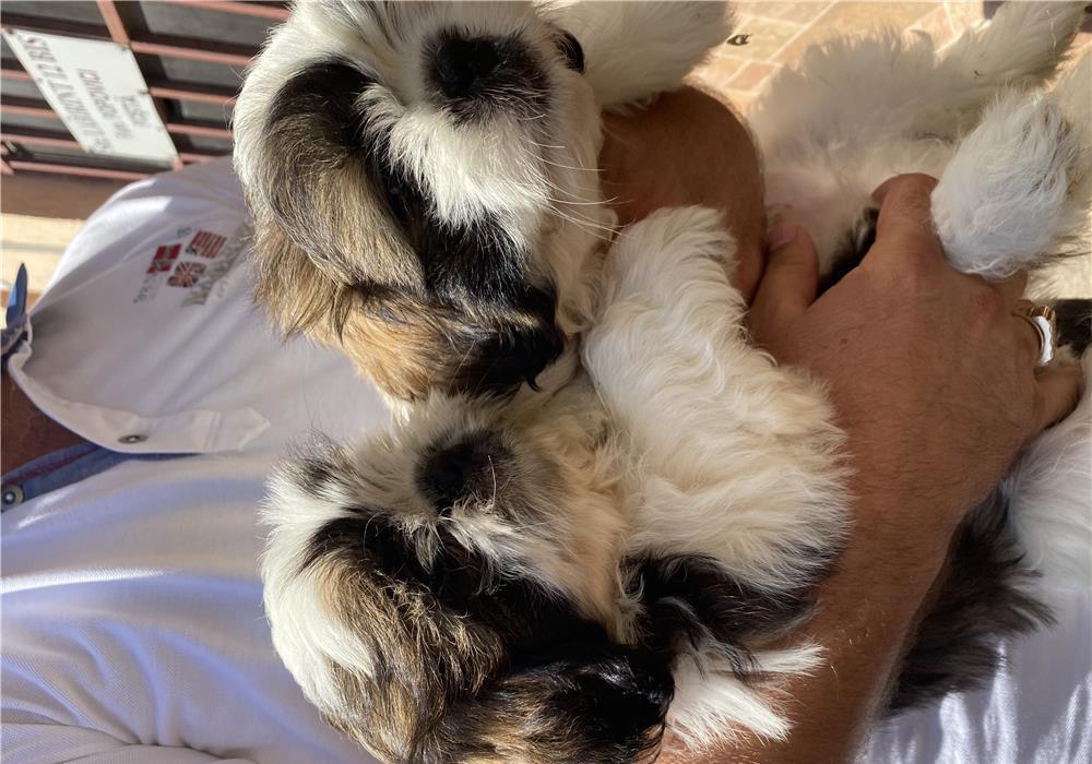 Pui Shihtzu supercalitate