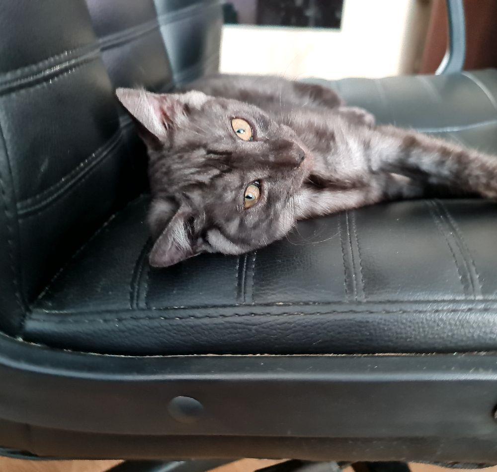 #pui Tazz Băiețel #british #kitten #motănel