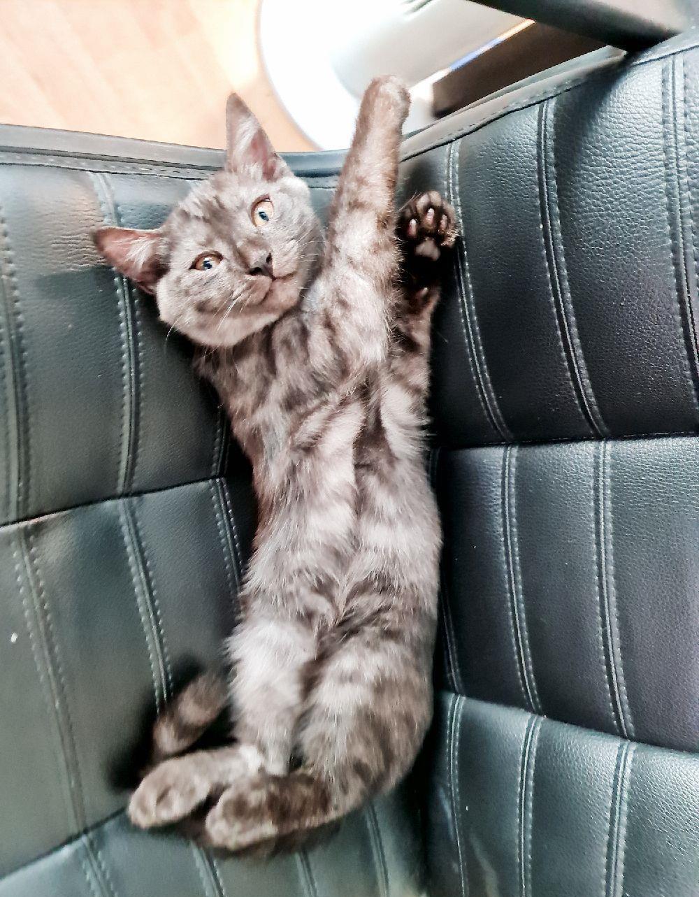 #pui Tazz Băiețel #british #kitten #motănel