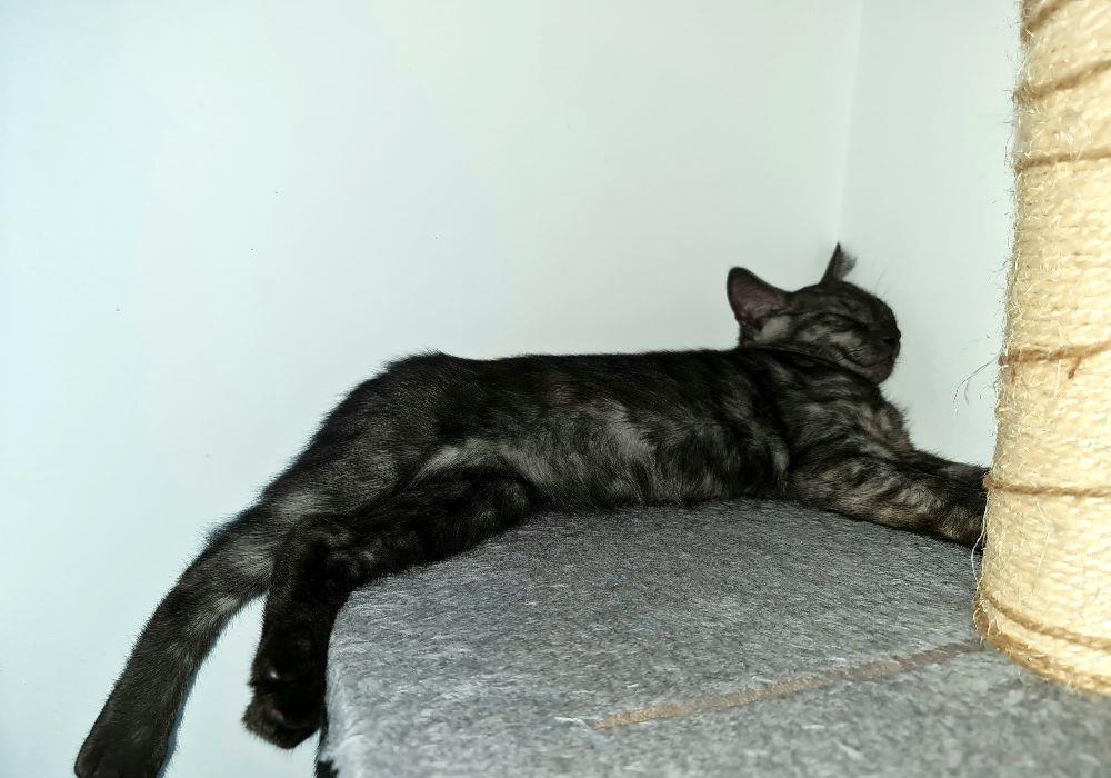 #pui Tazz Băiețel #british #kitten #motănel