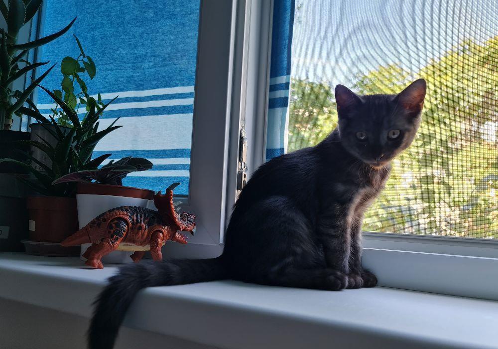 #pui Tazz Băiețel #british #kitten #motănel