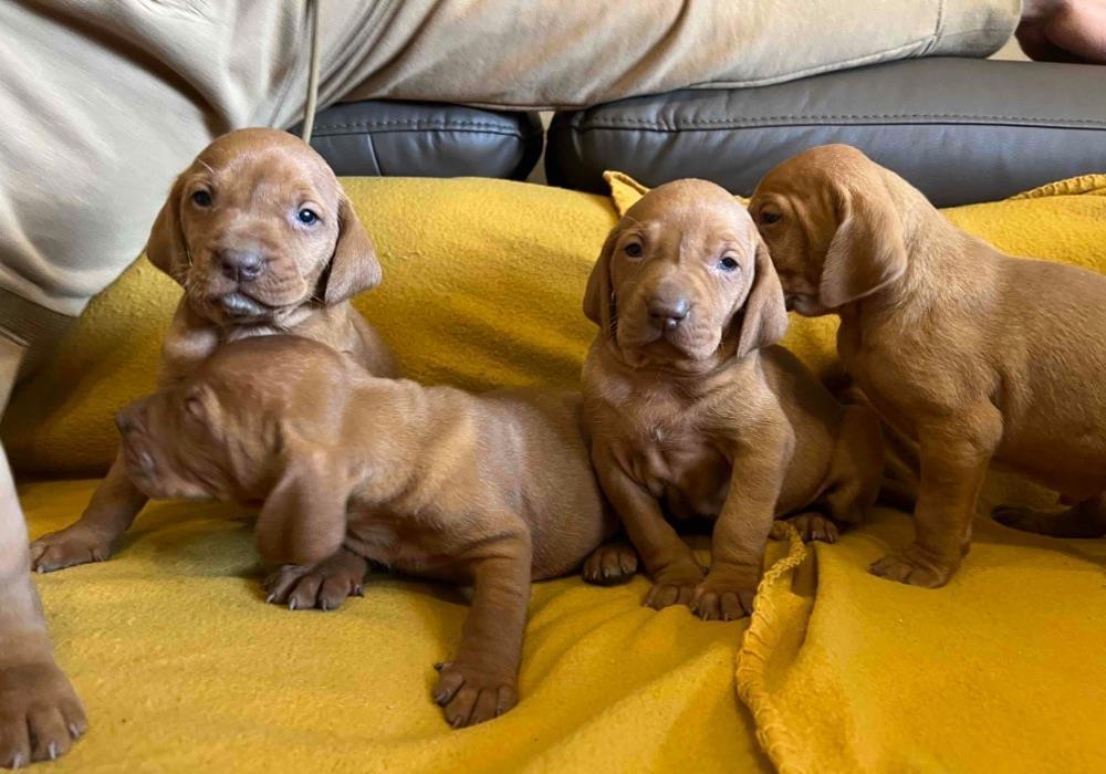 Pui Viszla / Vizsla Maghiara/
