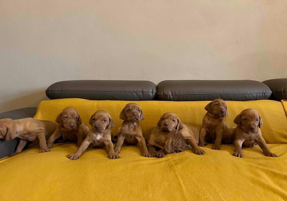 Pui Viszla / Vizsla Maghiara/