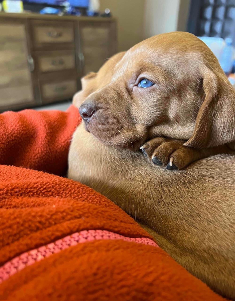 Pui Viszla / Vizsla Maghiara/