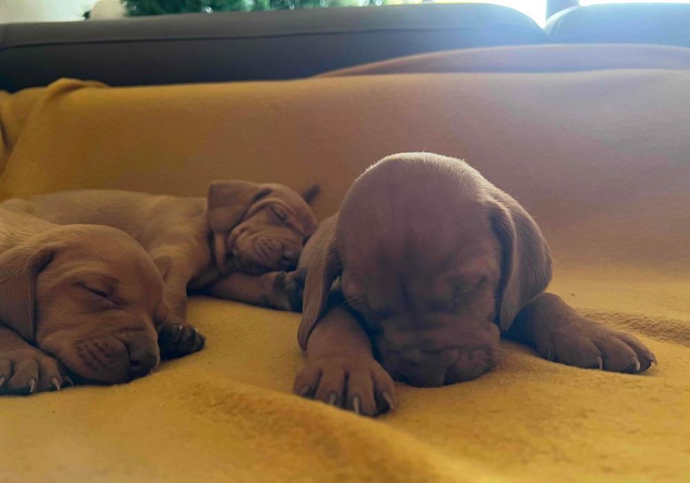 Pui Viszla / Vizsla Maghiara/