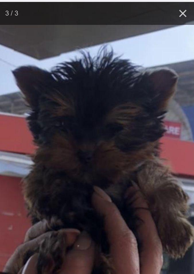 Pui yorkshire mini cu pedigree