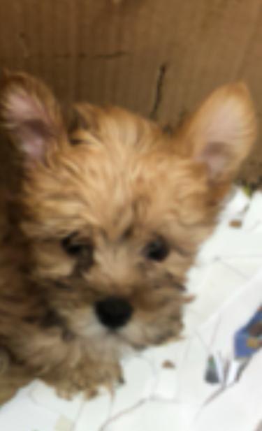 Pui yorkshire mini cu pedigree