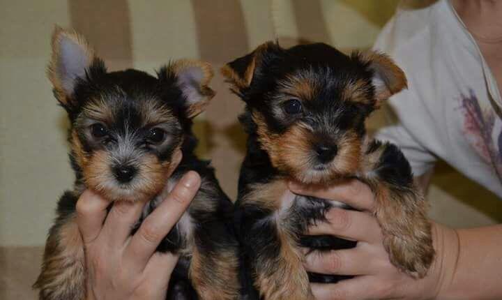 Pui yorkshire mini cu pedigree