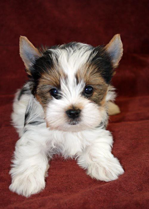 Pui yorkshire terrier biewer toy.