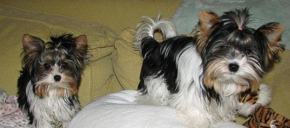 Pui yorkshire terrier biewer toy.