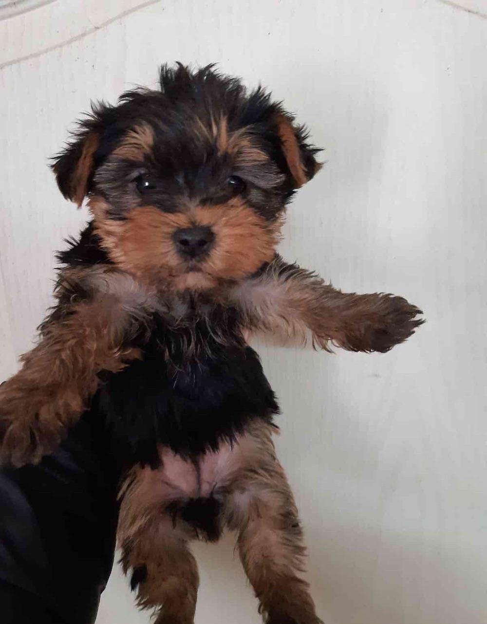 pui yorkshire terrier mascul
