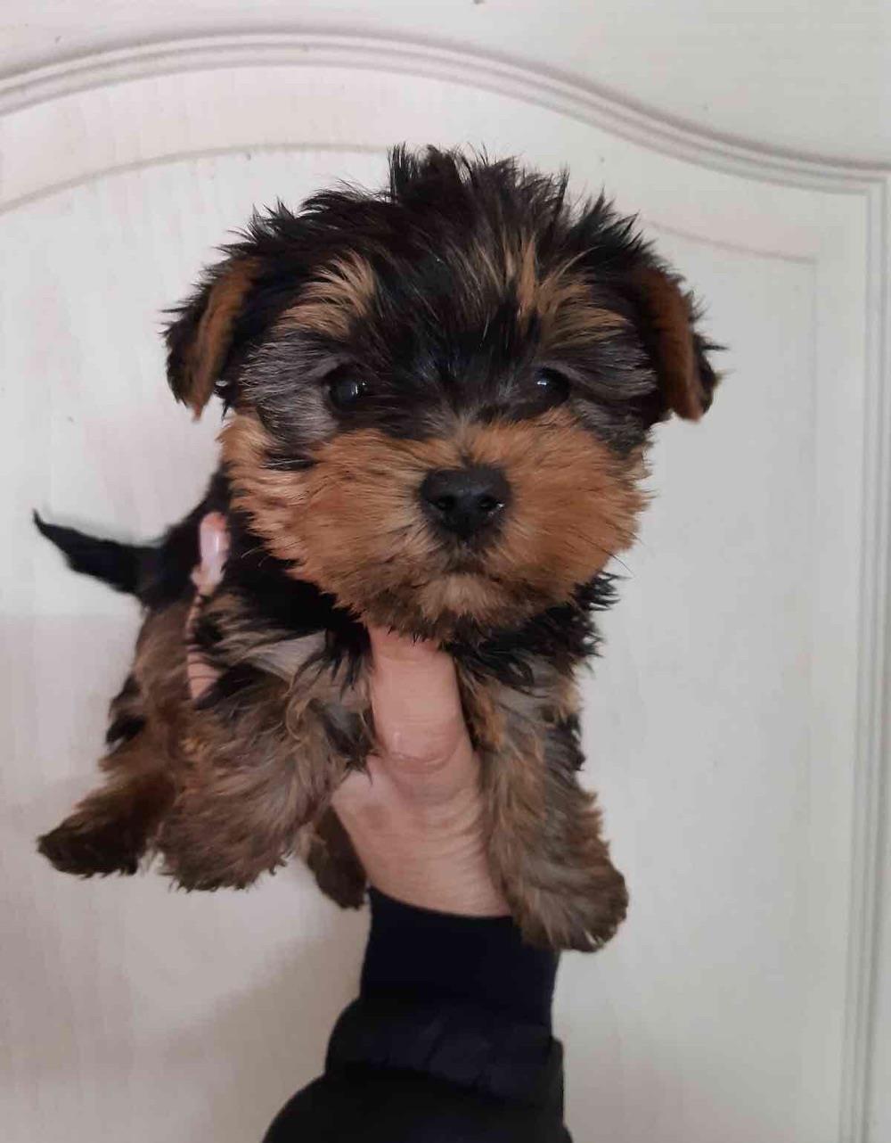 pui yorkshire terrier mascul