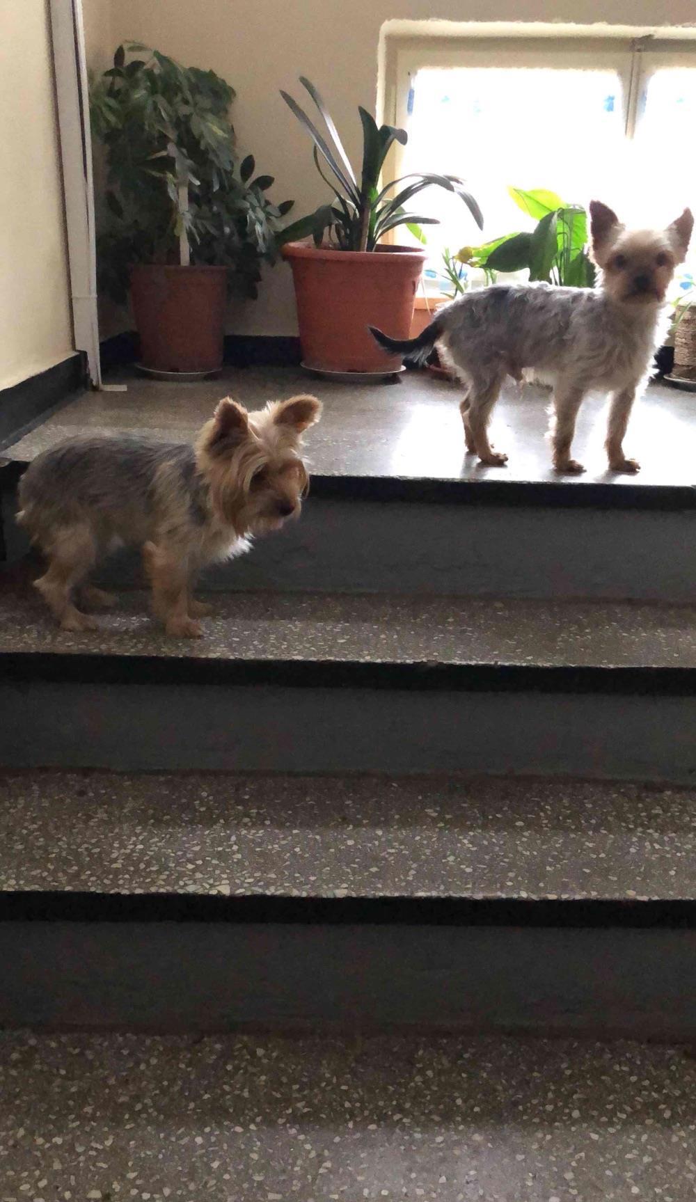 pui yorkshire terrier mascul