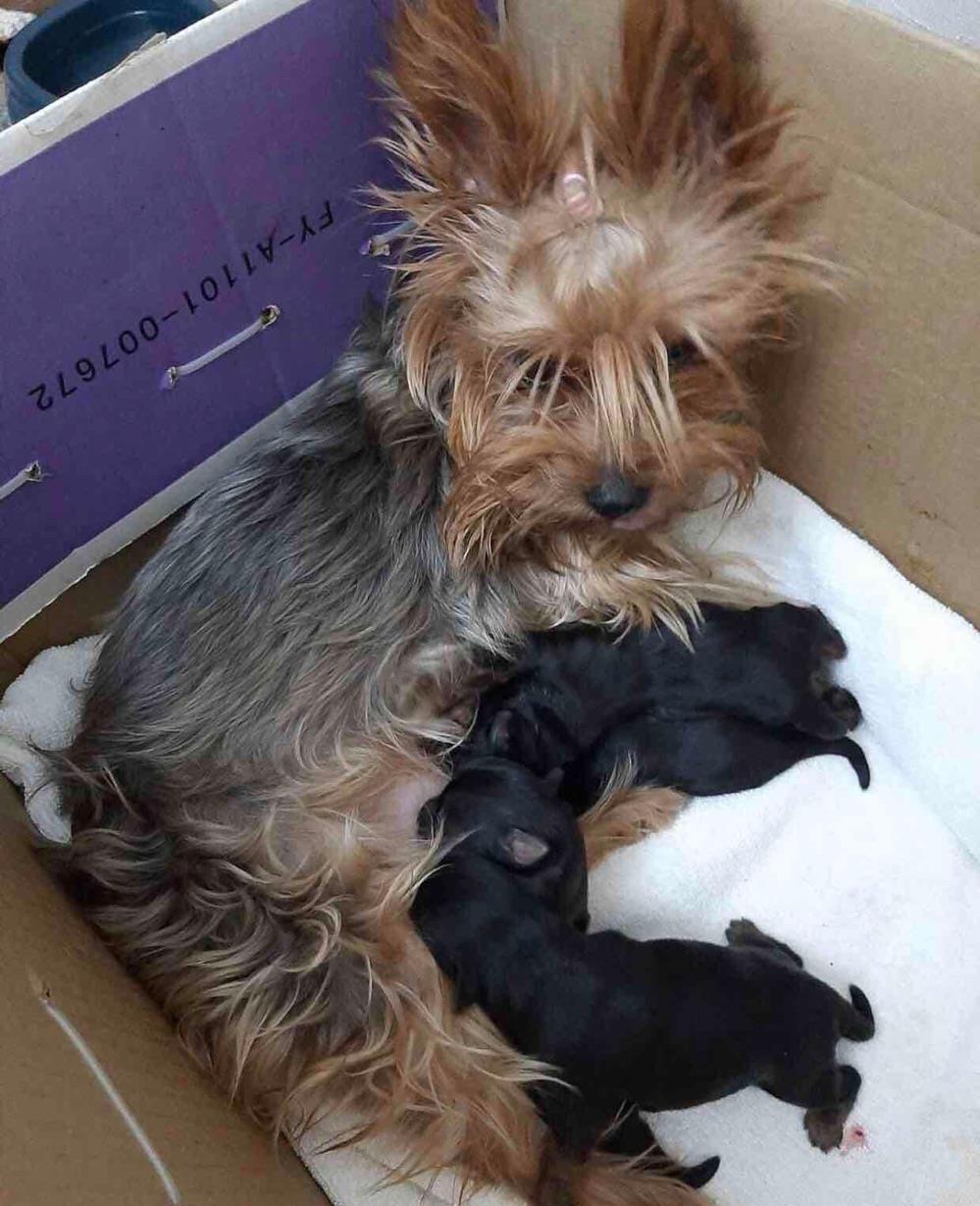 pui yorkshire terrier mascul