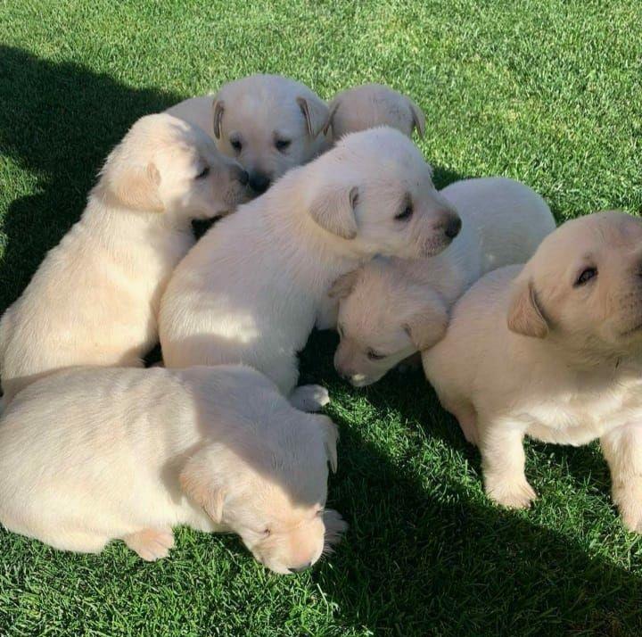 Puii Labrador Retriver