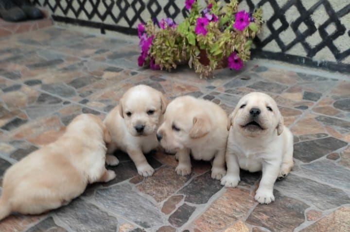 Puii Labrador Retriver