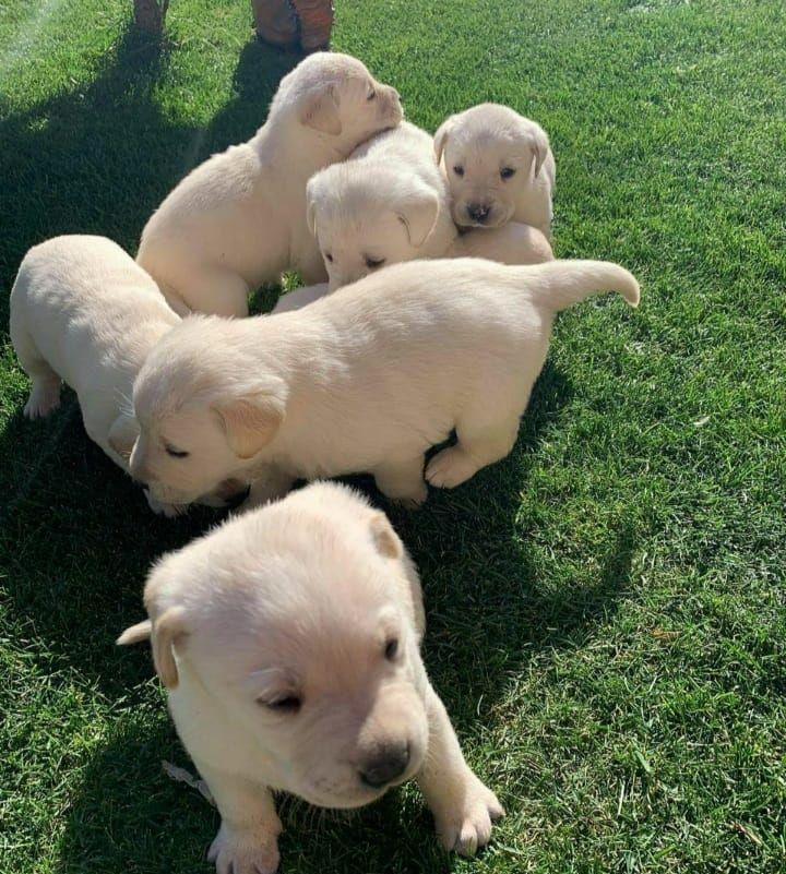 Puii Labrador Retriver