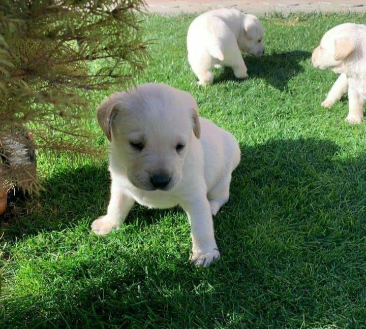 Puii Labrador Retriver