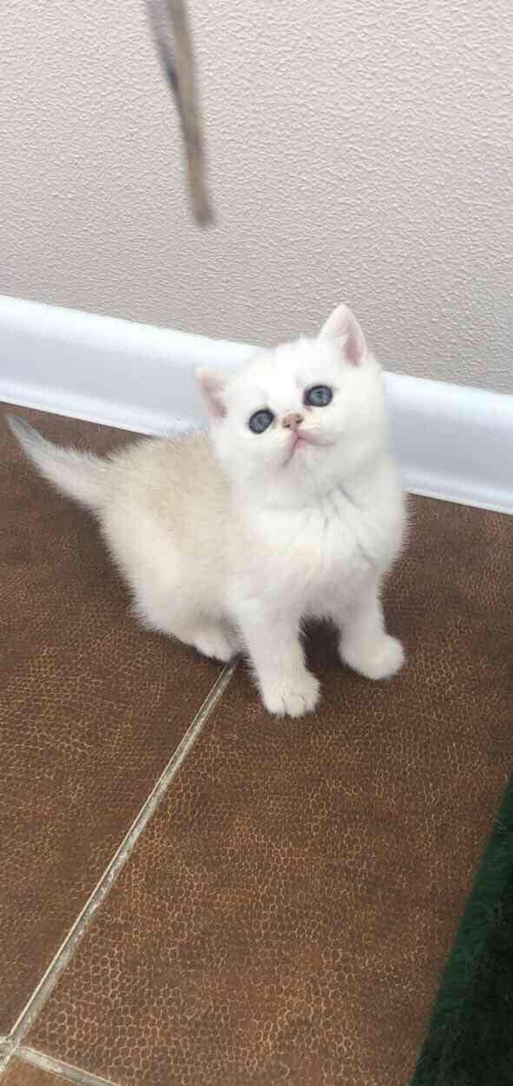 puisori british shorthair