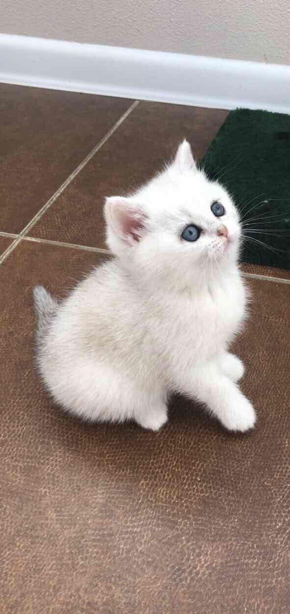 puisori british shorthair