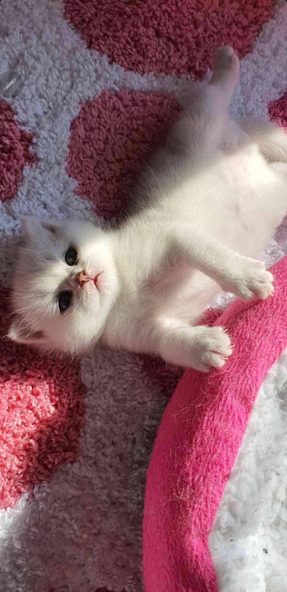 puisori british shorthair