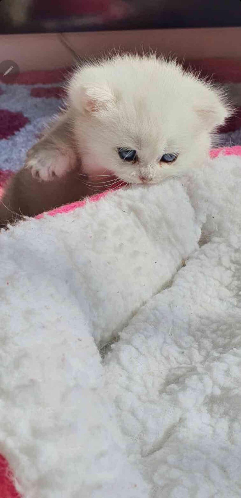 puisori british shorthair