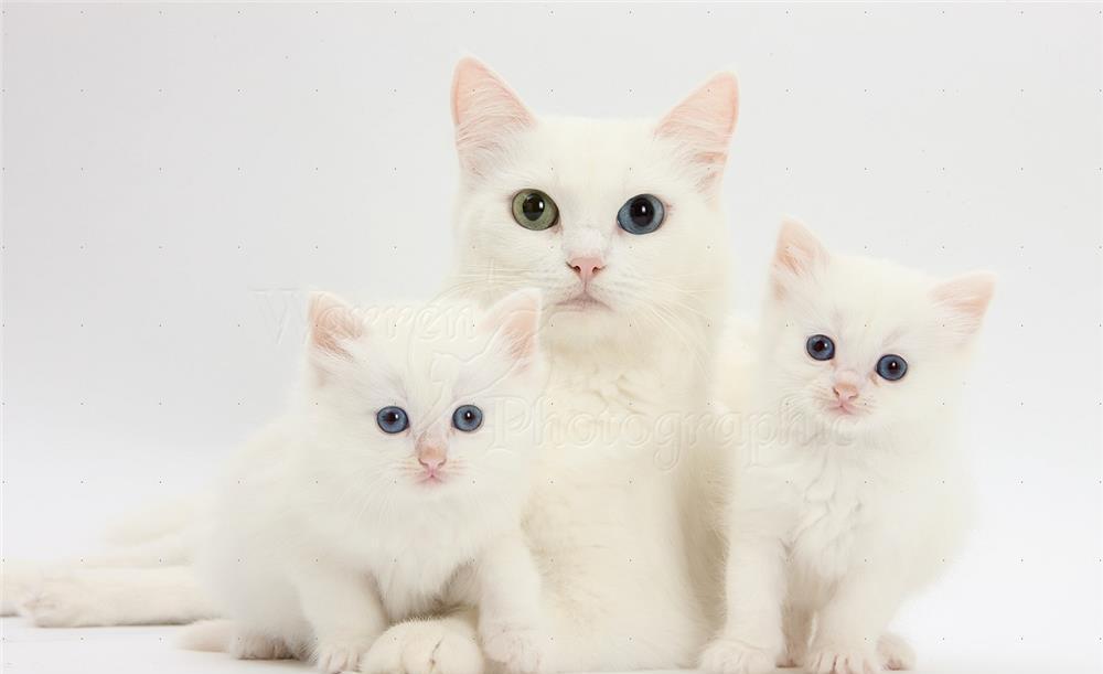 puisori british white