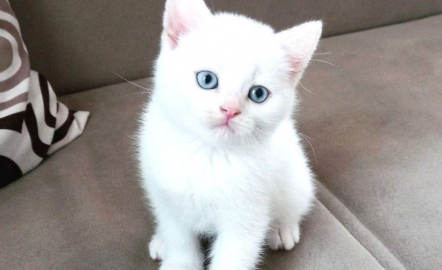 puisori british white