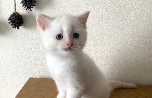 puisori british white