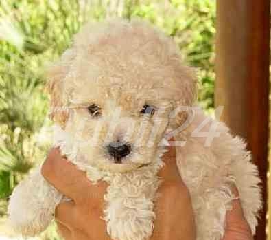 puisori caniche pitic transport intern si international