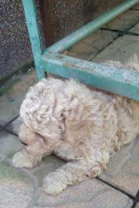 puisori caniche pitic transport intern si international