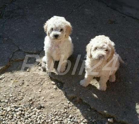 puisori caniche pitic transport intern si international