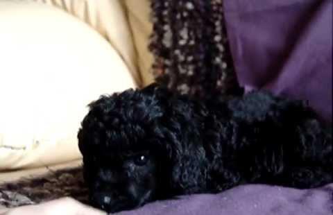puisori caniche pitic transport intern si international