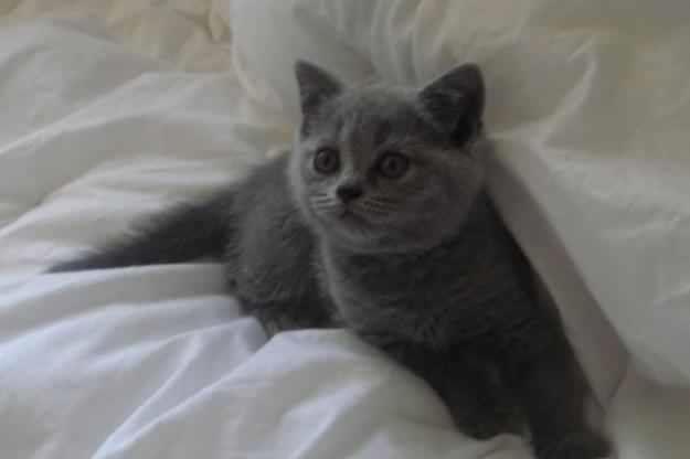 puisori minunati british blue
