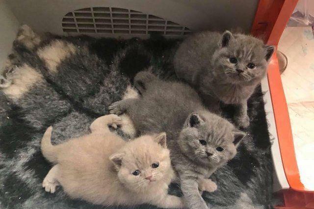 puisori minunati british blue