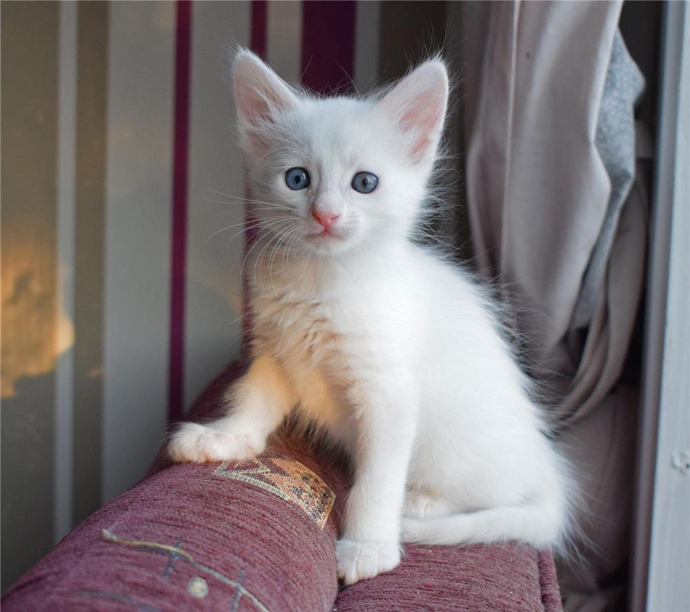 puisori ragdoll albi