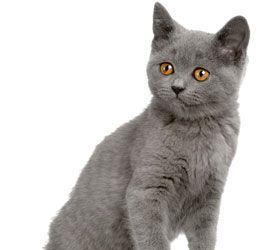 puiusori british red tabby
