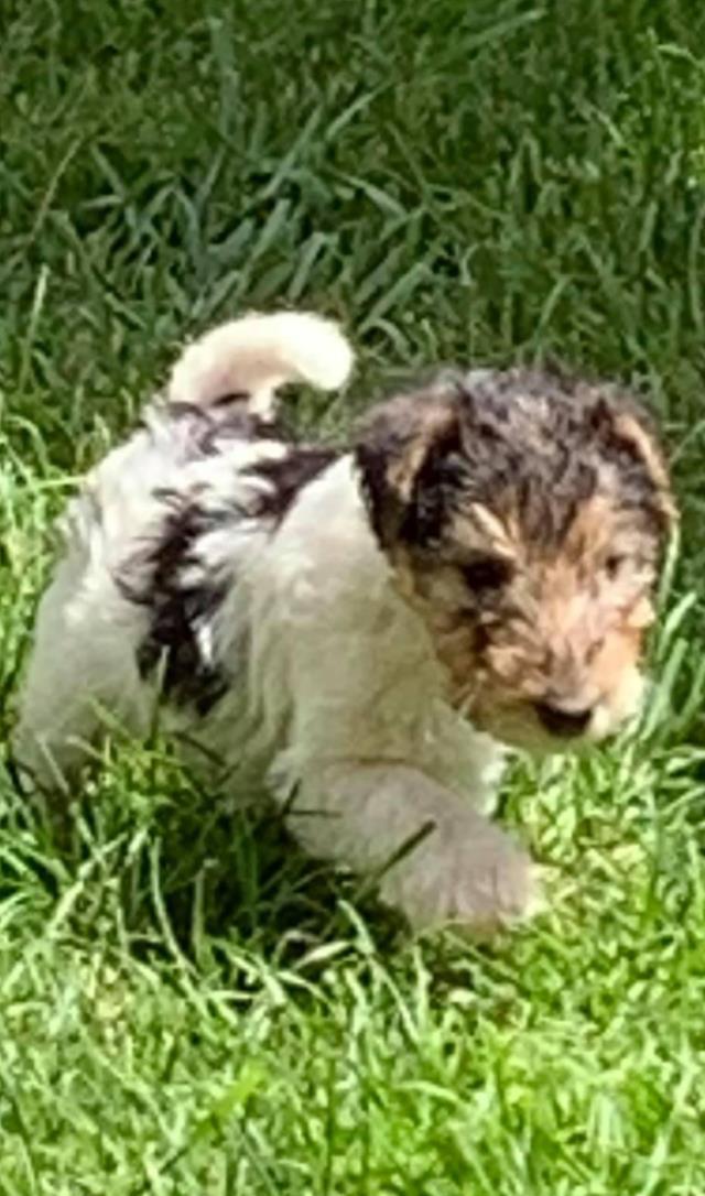 Puiut fox terrier sarmos veselia in familie
