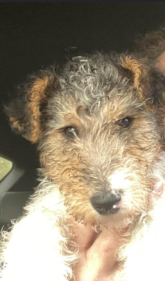Puiut fox terrier sarmos veselia in familie