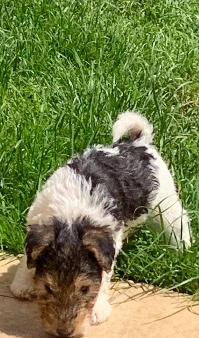 Puiut fox terrier sarmos veselia in familie