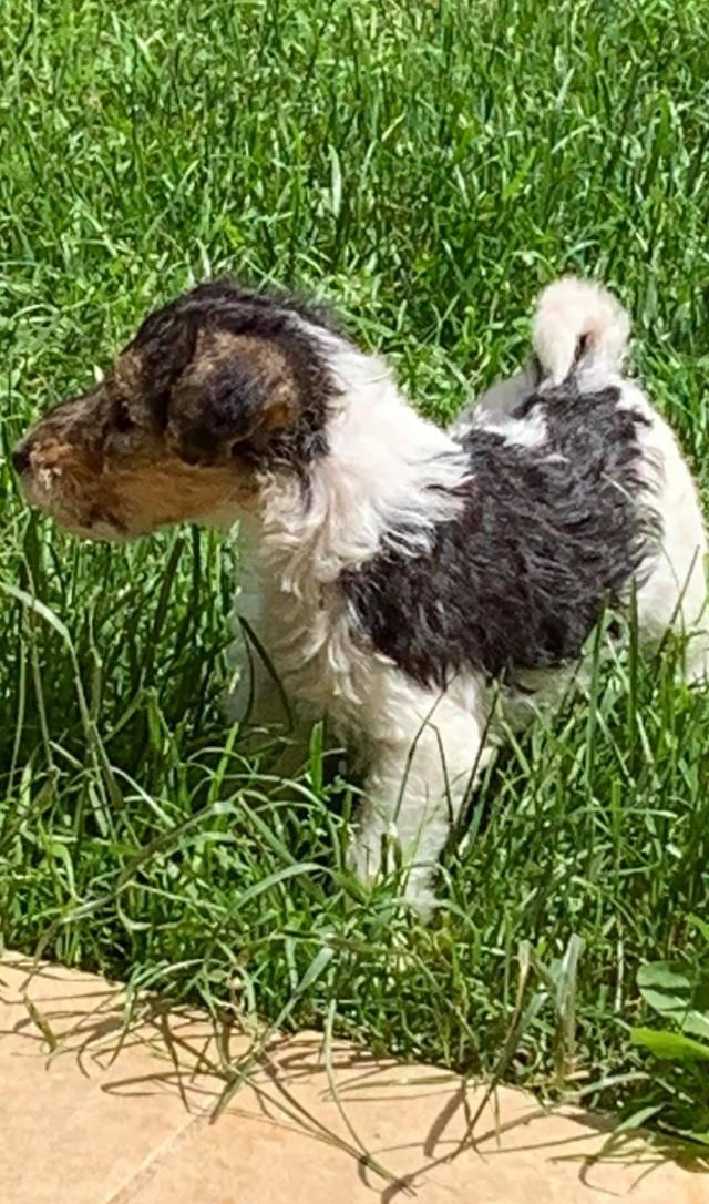 Puiut fox terrier sarmos veselia in familie