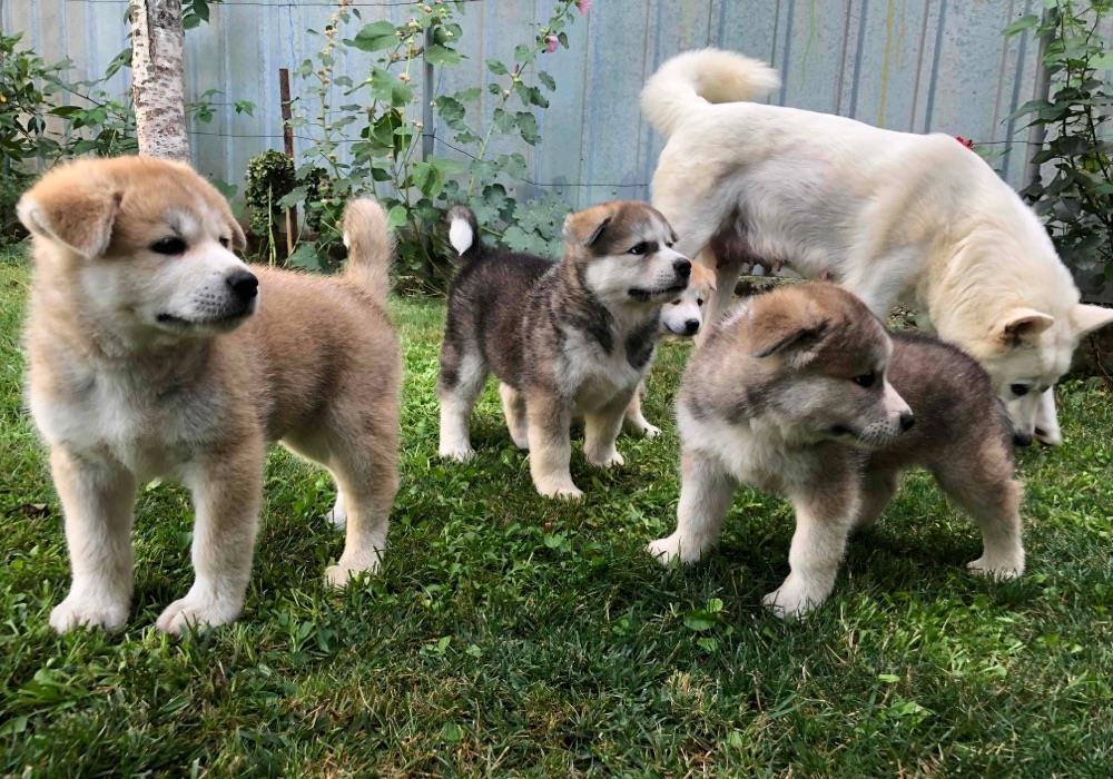 Puiuți Akita Inu