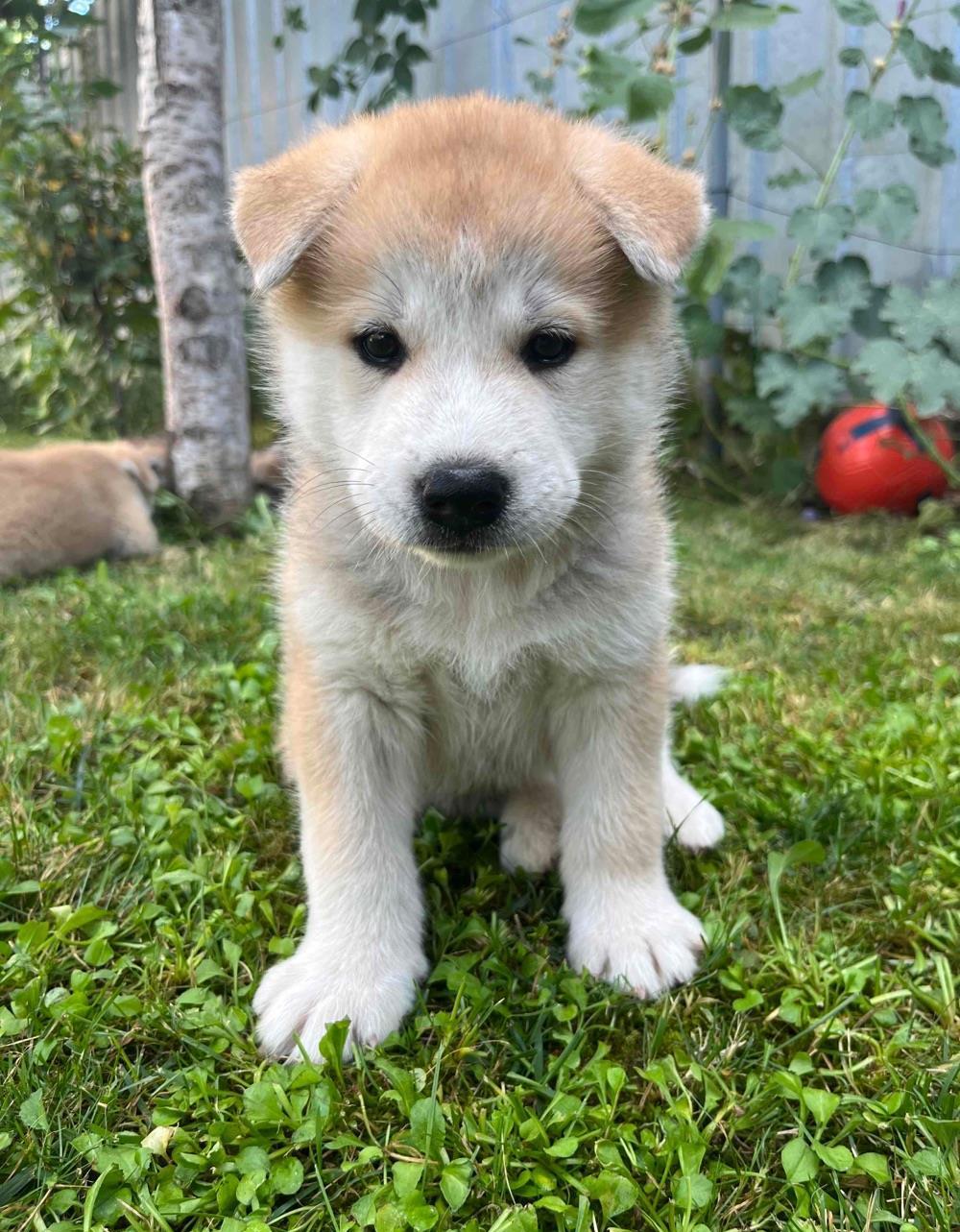 Puiuți Akita Inu
