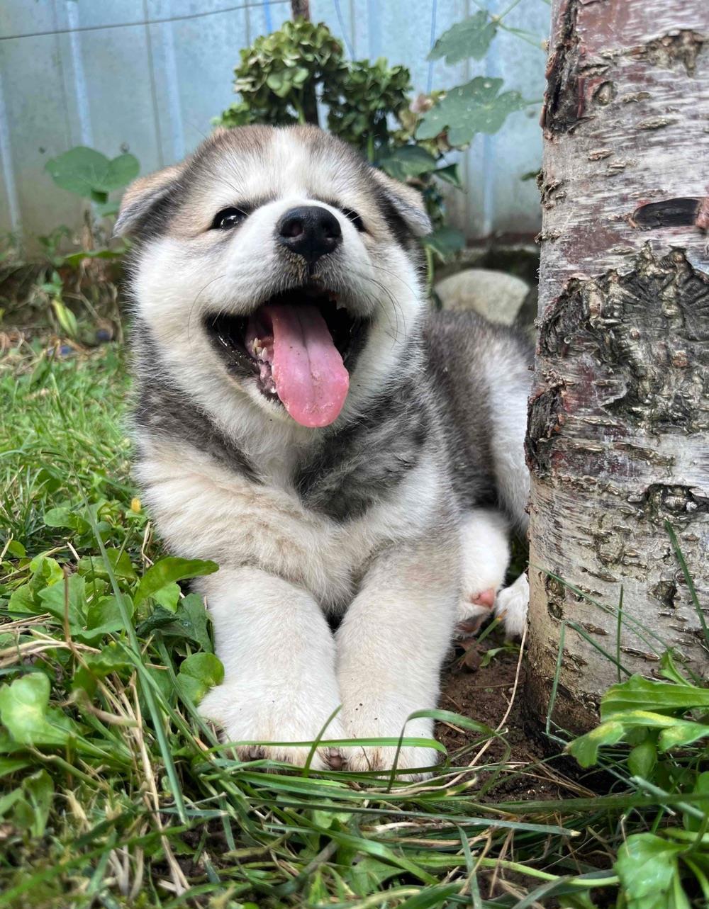 Puiuți Akita Inu