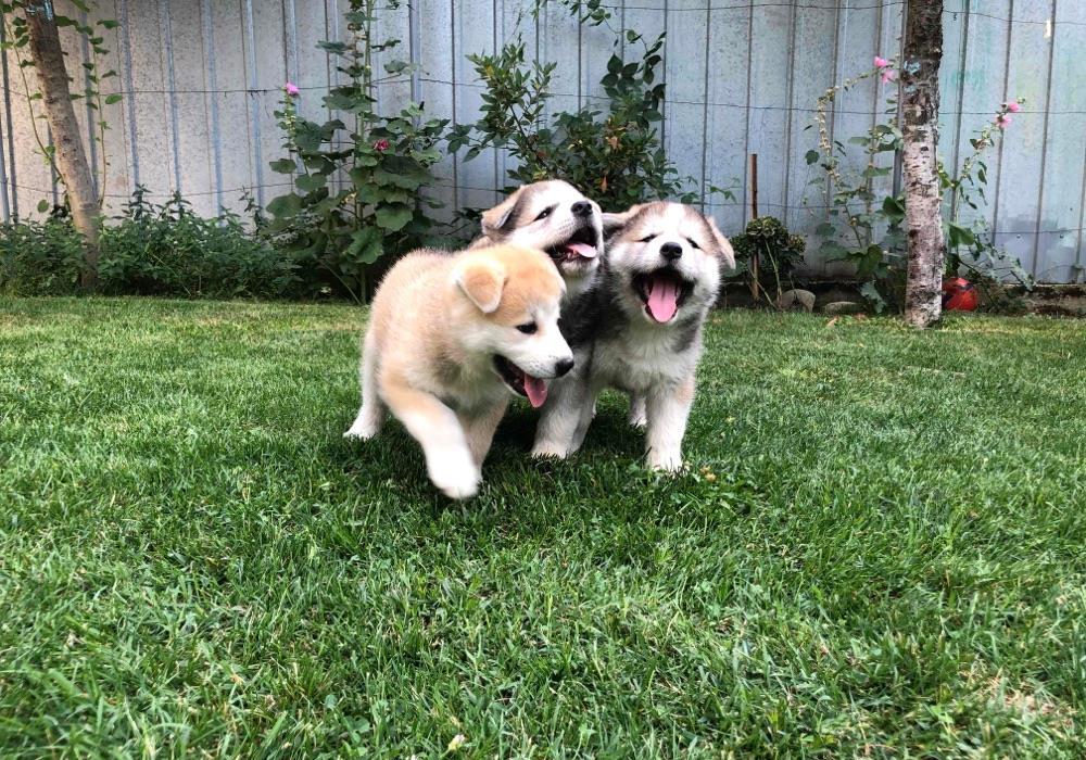 Puiuți Akita Inu