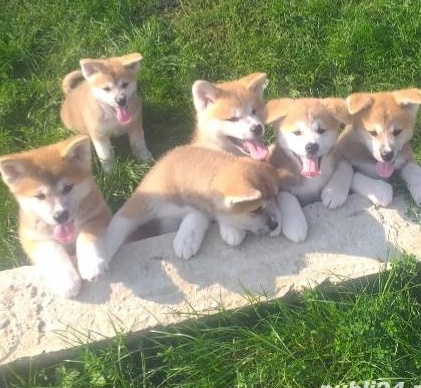 Puiuti Akita Inu Japonez pedigree tia A