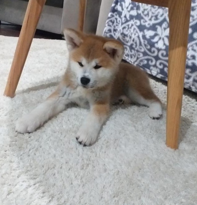 Puiuti Akita Inu Japonez pedigree tia A